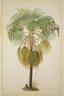 Livistona humilis, sand palm Livistona humilis, sand palm