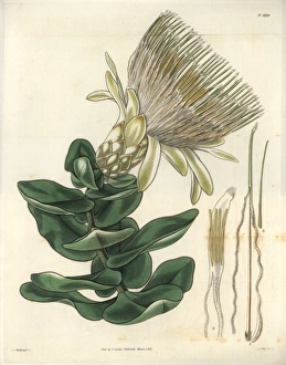 Long-flowered cream-coloured protea or sugarbush Long-flowered cream-coloured protea or sugarbush
