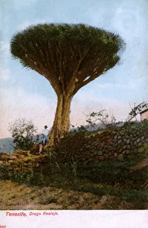 Los Realejos, Tenerife, Spain - Dragon Tree Los Realejos, Tenerife, Spain - Dragon Tree