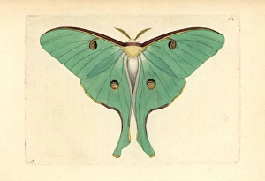 Luna moth, Actias luna Luna moth, Actias luna
