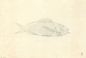 Lutjanus fulvus, blacktail snapper Lutjanus fulvus, blacktail snapper
