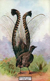Male Lyrebird - huge tail fanned out in courtship display Male Lyrebird - huge tail fanned out in courtship display