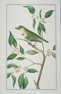 Crimson Fronted Barbet Crimson Fronted Barbet