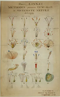 Methodus plantarum sexalis in sistemate naturae descripta Methodus plantarum sexalis in sistemate naturae descripta