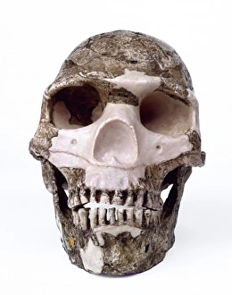 Modern Homo sapiens cranium (Skhul V) Modern Homo sapiens cranium (Skhul V)