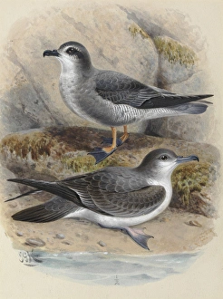 Mottled Petrel 'Korure', Bullers Shearwater Mottled Petrel 'Korure', Bullers Shearwater