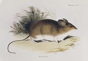 Darwins Leaf-eared Mouse Darwins Leaf-eared Mouse