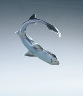 Mustelus canis, smooth dogfish Mustelus canis, smooth dogfish