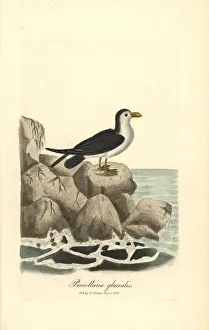 Northern fulmar, Fulmarus glacialis Northern fulmar, Fulmarus glacialis