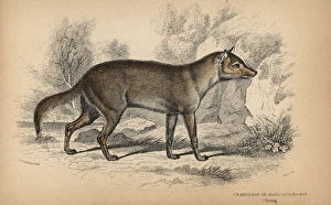 Pampas or Azara's fox, Lycalopex gymnocercus Pampas or Azara's fox, Lycalopex gymnocercus