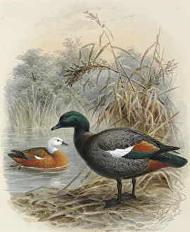 Paradise Shelduck 'Putangitangi' Paradise Shelduck 'Putangitangi'