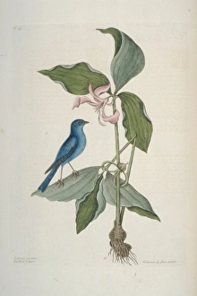 Passerina cyanea, indigo bunting Passerina cyanea, indigo bunting