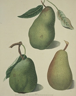 The Pear The Pear