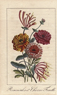 Persian buttercups and honeysuckles, Ranonculus Persian buttercups and honeysuckles, Ranonculus