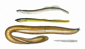 Planer's and Mud Lamprey, Borer and Lancelet Planer's and Mud Lamprey, Borer and Lancelet