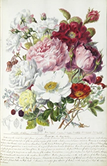 Plant watercolours by Elizabeth Twining Plant watercolours by Elizabeth Twining