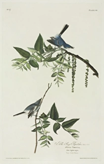Polioptila caerulea, blue-grey gnatcatcher Polioptila caerulea, blue-grey gnatcatcher