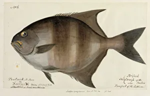 Pomfret illustration Pomfret illustration