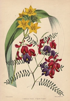 Purple-and-crimson-flowered Swainsona osbornii Purple-and-crimson-flowered Swainsona osbornii