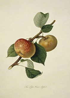 Pyrus sp., apple (Sykehouse Apple) Pyrus sp., apple (Sykehouse Apple)