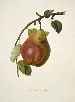 Pyrus sp., pear (Chaumontel Pear) Pyrus sp., pear (Chaumontel Pear)