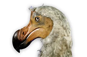 Raphus cucullatus, dodo Raphus cucullatus, dodo
