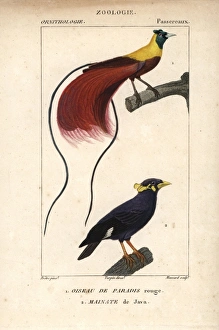 Red bird-of-paradise, Paradisaea rubra (near Red bird-of-paradise, Paradisaea rubra (near