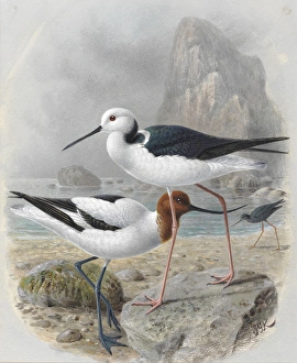 Red-necked Avocet and Pied Stilt 'Poaka' Red-necked Avocet and Pied Stilt 'Poaka'