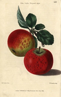Red ripe fruit and leaves of Kirke's Scarlet Red ripe fruit and leaves of Kirke's Scarlet