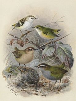 Rifleman, Bush Wren & Rock Wren Rifleman, Bush Wren & Rock Wren