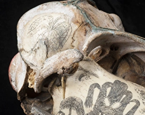 Rough-toothed dolphin skull with ink scrimshaw Rough-toothed dolphin skull with ink scrimshaw