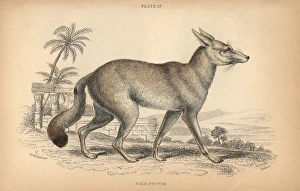 Ruppell's fox, Vulpes rueppellii Ruppell's fox, Vulpes rueppellii