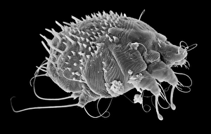 Sarcoptes scabiei, scabies mite Sarcoptes scabiei, scabies mite