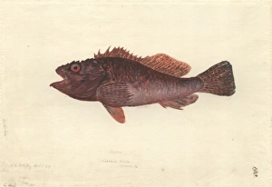 Scorpaena cardinalis, red rockcod Scorpaena cardinalis, red rockcod