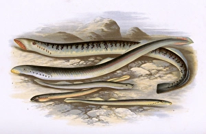Sea Lamprey, Lampern, Planer's Lamprey and Pride Sea Lamprey, Lampern, Planer's Lamprey and Pride