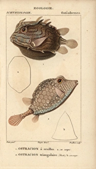 Shaw's cowfish, Arcana aurita, and triangular Shaw's cowfish, Arcana aurita, and triangular
