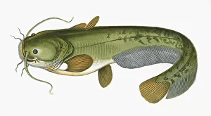 Silurus glanis, or Wels Catfish Silurus glanis, or Wels Catfish