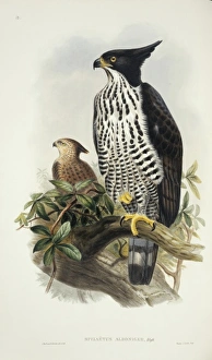 Blyths Hawk Eagle Blyths Hawk Eagle