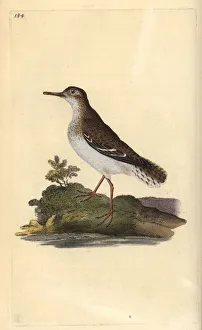Spotted sandpiper, Actitis macularia Spotted sandpiper, Actitis macularia