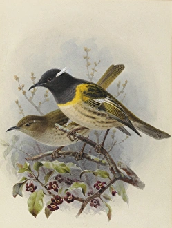 Stitchbird 'Hihi' (female and male) Stitchbird 'Hihi' (female and male)