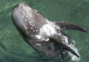 Stranded Risso's dolphin - Head standing, playing Stranded Risso's dolphin - Head standing, playing