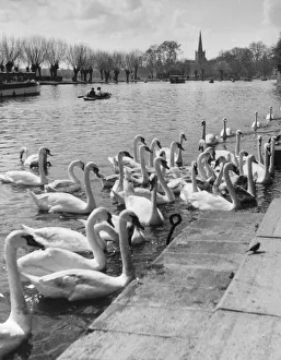 Swans on the River Avon Swans on the River Avon