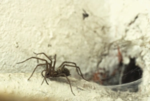 Tegenaria gigantia, house spider Tegenaria gigantia, house spider
