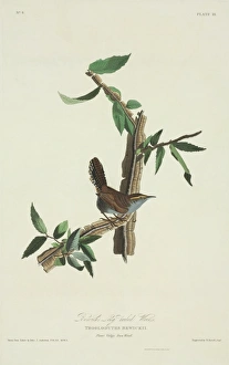 Thryomanes bewickii, Bewick's wren Thryomanes bewickii, Bewick's wren