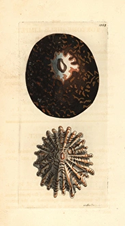 Tortoise-shell limpet, Cellana testudinaria Tortoise-shell limpet, Cellana testudinaria