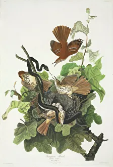 Toxostoma rufum, brown thrasher Toxostoma rufum, brown thrasher