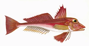 Trigla cuculus, or Bloch's Gurnard Trigla cuculus, or Bloch's Gurnard