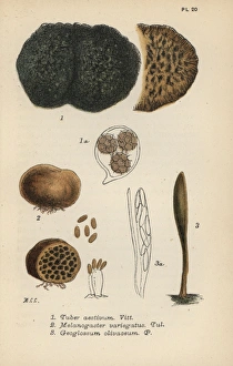 Truffle, Tuber aestivum 1, red truffle, Melanogaster Truffle, Tuber aestivum 1, red truffle, Melanogaster