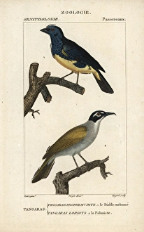 Turquoise tanager, Tangara mexicana, and palm Turquoise tanager, Tangara mexicana, and palm