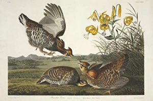 Tympanuchus cupid, greater prarie chicken Tympanuchus cupid, greater prarie chicken